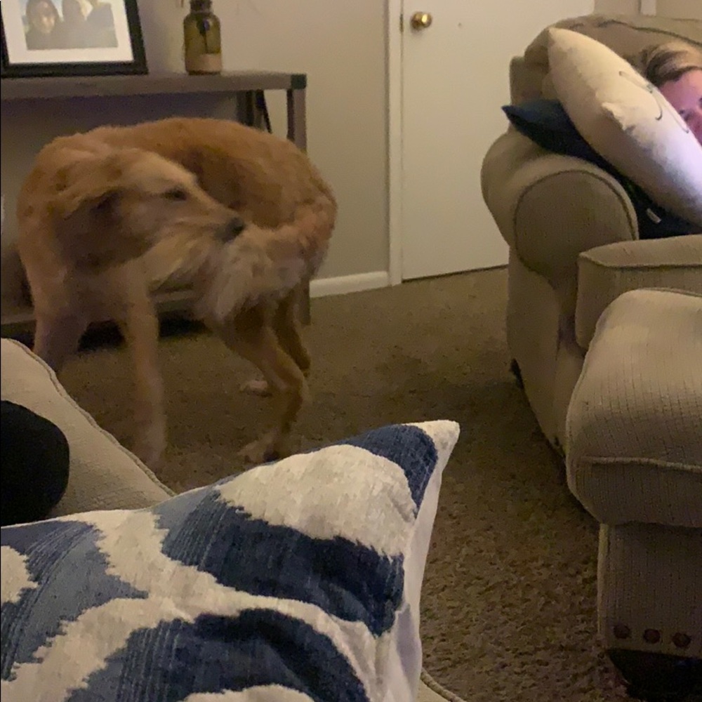 My dog